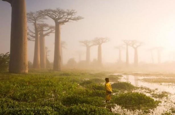 <p>Orman Anne</p>

<p>Marsel van Oosten'ın Madagaskar üzerinde çektiği fotoğraf...</p>
