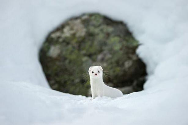 <p>Kış Beyaz</p>

<p>İtalya'nın Gran Paradiso Milli Parkı yaşayanyaban hayatının fotoğrafı...</p>
