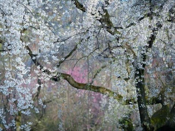 <p>İmparatorluk çiçekleri</p>

<p>Japonya'nın Kyoto İmparatorluk Saray'ndaYukio Miki'nin çektiği fotoğraf...</p>
