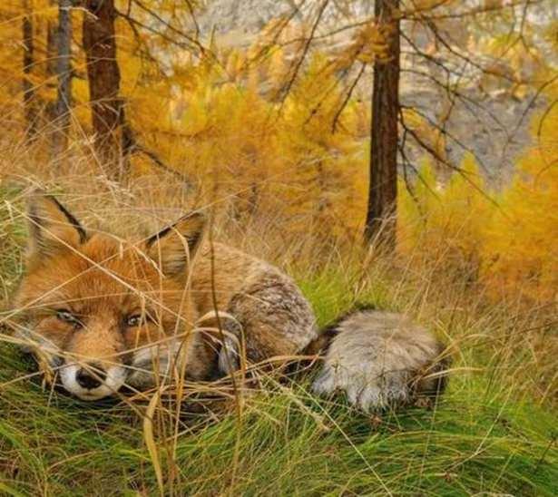 <p>Fox bulundu</p>

<p>Gran Paradiso Milli Parkı'nda çekilen fotoğraf...</p>
