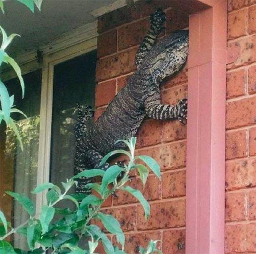 <p>Sadece Avustralya'da yaşayan ve duvarlara da tırmanabilen dev bir Monitör Kertenkelesi</p>
<ul>
</ul>