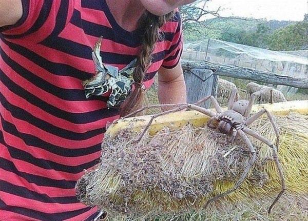 <p>Avustralya'da bulunan dünyanın en büyük örümceği...</p>
<ul>
</ul>