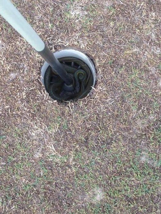 <p>Golf sahanızda bir yılanla karşılaşmanız çok normaldir...</p>
