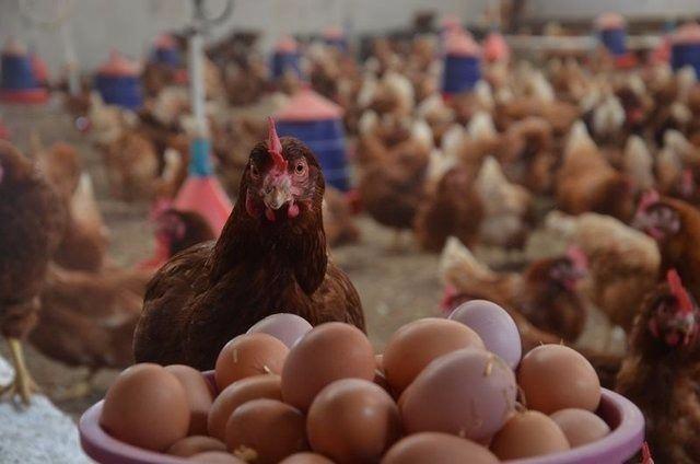 <p>Yumurtanın antioksidan zengini ve yüksek tansiyona karşı etkili olduğu da belirtildi</p>
