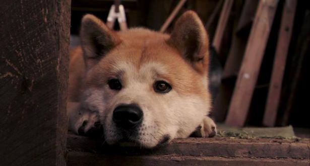 <p>Diğeri ise Hachi: A Dog's Tale (Hachi: Bir Köpeğin Hikayesi) idi. </p>