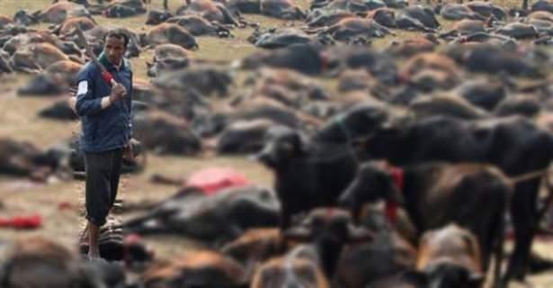 <p>Gadhimai Festivalı kapsamında yaklaşık 5 milyon Hindu on binlerce bufalo, keçi ve tavuğu kurban etti.</p>
