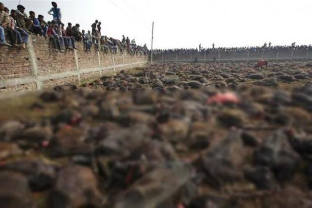 <p>Gadhimai Festivalı kapsamında yaklaşık 5 milyon Hindu on binlerce bufalo, keçi ve tavuğu kurban etti.</p>
