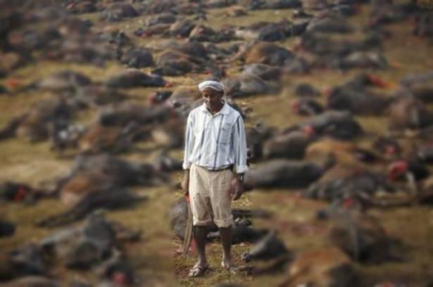 <p>Gadhimai Festivalı kapsamında yaklaşık 5 milyon Hindu on binlerce bufalo, keçi ve tavuğu kurban etti.</p>
