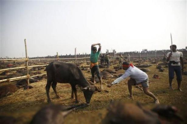 <p>Gadhimai Festivalı kapsamında yaklaşık 5 milyon Hindu on binlerce bufalo, keçi ve tavuğu kurban etti.</p>
