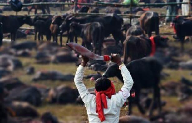 <p>Gadhimai Festivalı kapsamında yaklaşık 5 milyon Hindu on binlerce bufalo, keçi ve tavuğu kurban etti.</p>
