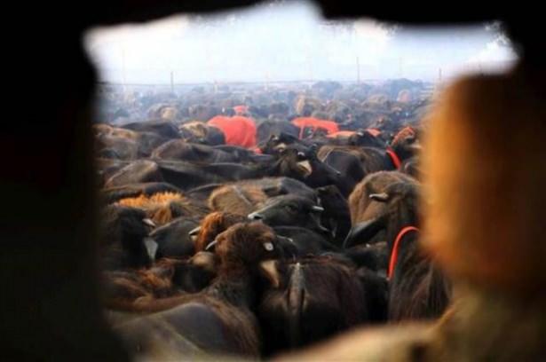 <p>Gadhimai Festivalı kapsamında yaklaşık 5 milyon Hindu on binlerce bufalo, keçi ve tavuğu kurban etti.</p>
