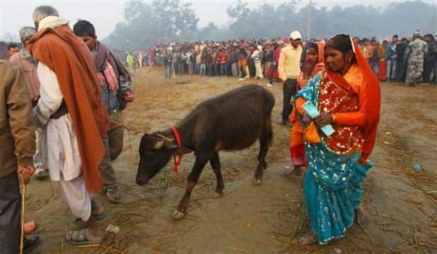 <p>Gadhimai Festivalı kapsamında yaklaşık 5 milyon Hindu on binlerce bufalo, keçi ve tavuğu kurban etti.</p>
