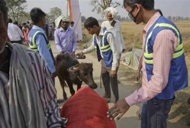 <p>Gadhimai Festivalı kapsamında yaklaşık 5 milyon Hindu on binlerce bufalo, keçi ve tavuğu kurban etti.</p>
