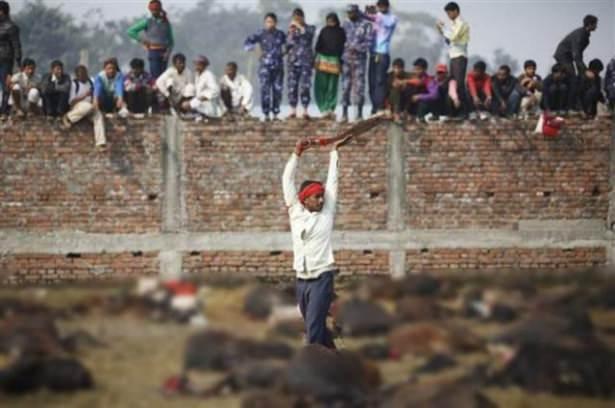 <p>Gadhimai Festivalı kapsamında yaklaşık 5 milyon Hindu on binlerce bufalo, keçi ve tavuğu kurban etti.</p>
