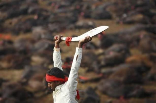 <p>Gadhimai Festivalı kapsamında yaklaşık 5 milyon Hindu on binlerce bufalo, keçi ve tavuğu kurban etti.</p>
