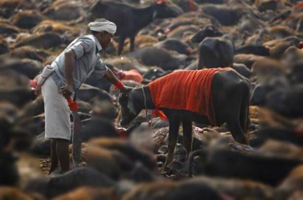 <p>Gadhimai Festivalı kapsamında yaklaşık 5 milyon Hindu on binlerce bufalo, keçi ve tavuğu kurban etti.</p>
