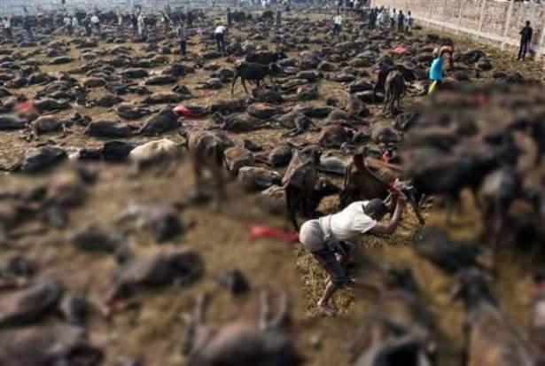 <p>Gadhimai Festivalı kapsamında yaklaşık 5 milyon Hindu on binlerce bufalo, keçi ve tavuğu kurban etti.</p>
