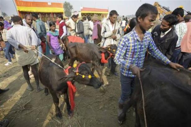 <p>Gadhimai Festivalı kapsamında yaklaşık 5 milyon Hindu on binlerce bufalo, keçi ve tavuğu kurban etti.</p>
