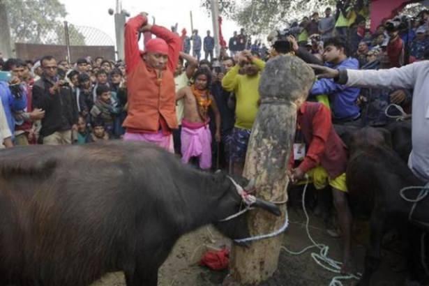 <p>Gadhimai Festivalı kapsamında yaklaşık 5 milyon Hindu on binlerce bufalo, keçi ve tavuğu kurban etti.</p>
