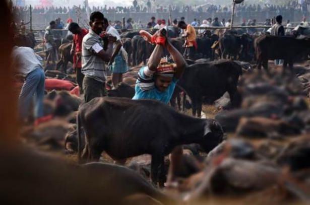 <p>Gadhimai Festivalı kapsamında yaklaşık 5 milyon Hindu on binlerce bufalo, keçi ve tavuğu kurban etti.</p>
