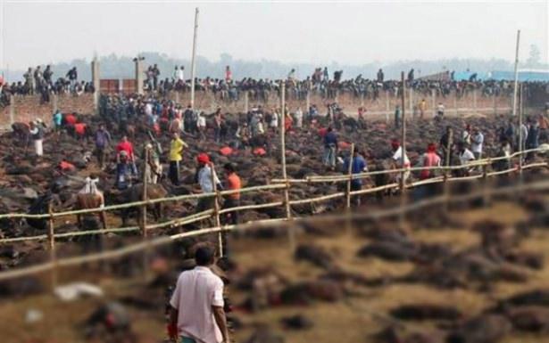 <p>Gadhimai Festivalı kapsamında yaklaşık 5 milyon Hindu on binlerce bufalo, keçi ve tavuğu kurban etti.</p>
