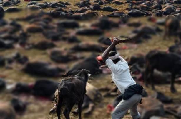 <p>Gadhimai Festivalı kapsamında yaklaşık 5 milyon Hindu on binlerce bufalo, keçi ve tavuğu kurban etti.</p>
