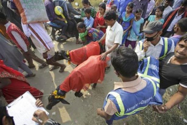 <p>Gadhimai Festivalı kapsamında yaklaşık 5 milyon Hindu on binlerce bufalo, keçi ve tavuğu kurban etti.</p>