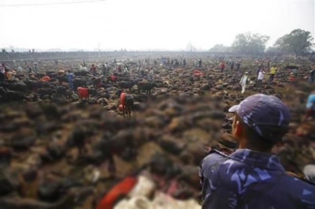 <p>Gadhimai Festivalı kapsamında yaklaşık 5 milyon Hindu on binlerce bufalo, keçi ve tavuğu kurban etti.</p>
