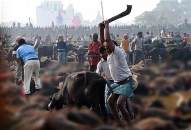 <p>Gadhimai Festivalı kapsamında yaklaşık 5 milyon Hindu on binlerce bufalo, keçi ve tavuğu kurban etti.</p>