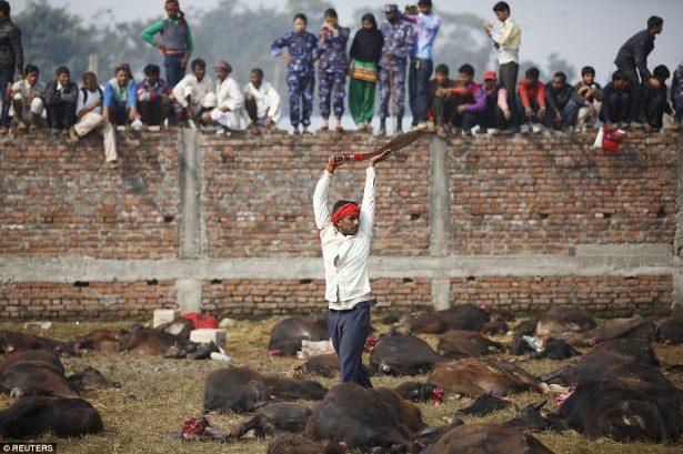 <p>Hindu geleneği olan tören, bir keşişin kendi kanından beş damla akıtıp fare, tavuk, kumru, keçi ve domuz kurban etmesiyle başlıyor.</p>
