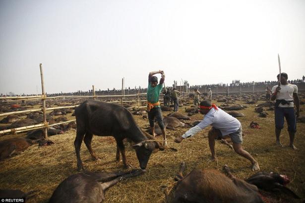 <p>Başkent Katmandu’nun güneyinde yer alan Gadhimai tapınağında iki gün boyunca düzenlenen törende manda dışında en az 250 bin kuş ve keçinin de kurban edildiği tahmin ediliyor. </p>
