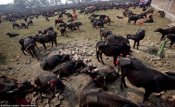 <p>Gadhimai Festivalı kapsamında yaklaşık 5 milyon Hindu on binlerce bufalo, keçi ve tavuğu kurban etti.</p>
