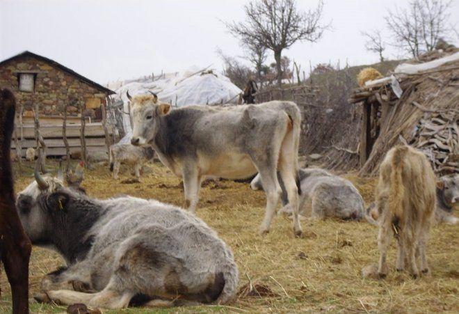 <p>İçgüdüsel olarak kendilerini koruma özellikleri var. Bu ırkın kaybolmasını istemiyoruz" dedi.</p>
