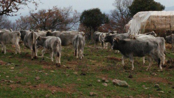 <p><strong>"IRKIN KAYBOLMA İHTİMALİ VAR"</strong></p>
<p>Enez ilçesi Çandır köyünde boz sığır yetiştiriciliği yapan Aziz Öztürk, "150 hayvanım var. Çocukluğumdan beri bu işle ilgileniyorum. İşimden memnunum. Bakanlık koruma altına aldı. Irkı eskilerden kalma. Onları yaşatıyoruz, üretiyoruz. Kışın soğuğa, yazın susuzluğa dayanma gücü fazla. Sarp arazide gezme özelliğine sahip. Hastalıklara dayanıklı. Zaman gelip bunların kaybolma ihtimali var. Biz yaşlandık, çocuklar bakmıyor. Birileri koruma altına alırsa alır, almazsa biter gider" dedi.</p>
