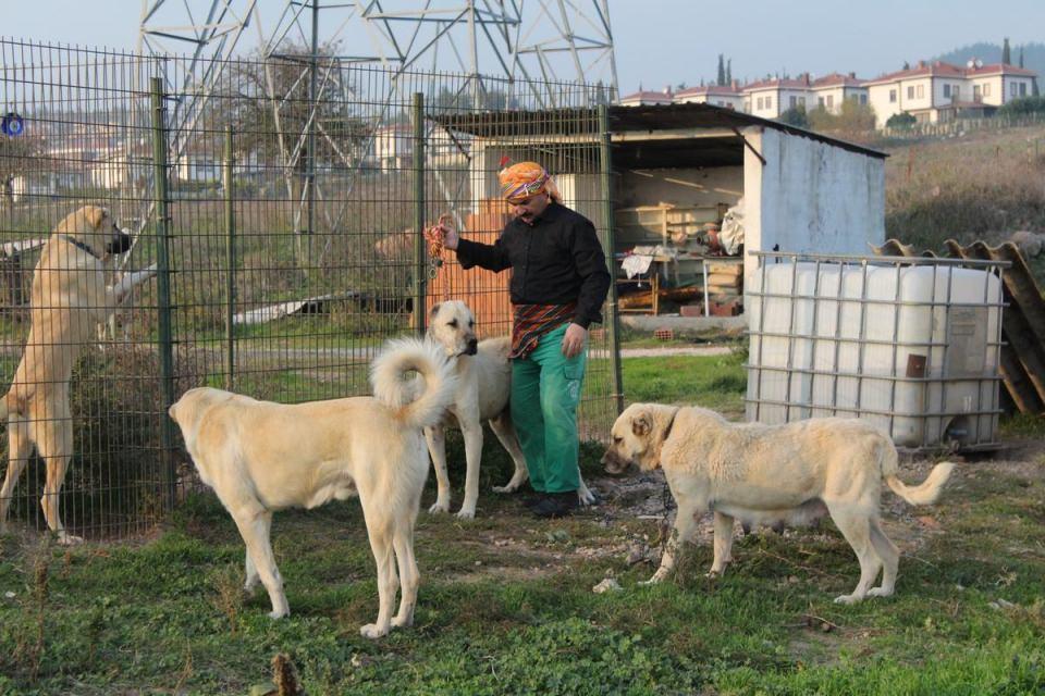 <p>"Karabaş ve Akbaş cinsi köpekler, Namibya'daki hem çiftçilerin sürülerini hem de çitaları koruyor. Bu köpekler, çitaları yaklaştırmayınca sürüleri koruyorlar. Böylece sürü sahipleri tarafından öldürülmeyince çitaları da korumuş oluyorlar. </p>