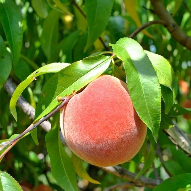 <p>Yaz mevsiminde en çok tüketilen meyvelerin başında gelen şeftalinin pek çok faydası bulunur. </p>
