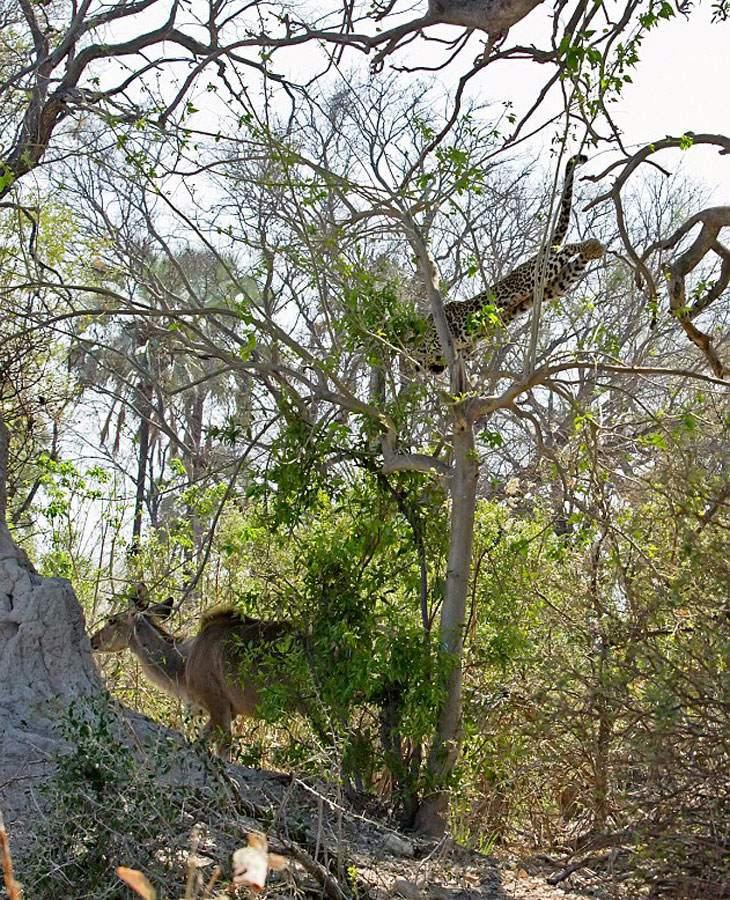 <p>Ağaçların üstünde dinlenen leopar, antilopu görür görmez adeta üzerine doğru uçtu.</p>

<p> </p>
