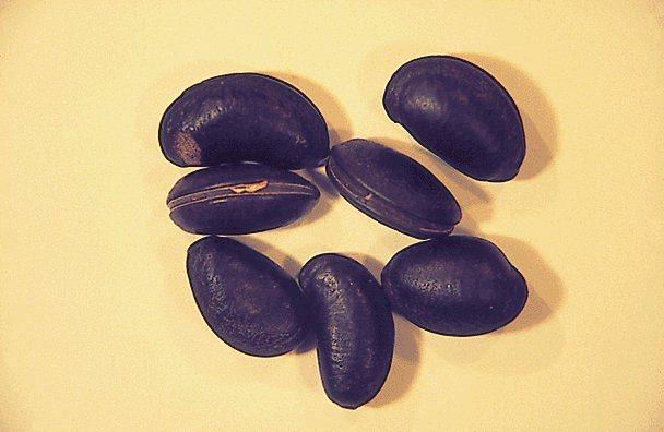 <p>Semen Calabar (Kalabar baklası) Ve prep.</p>