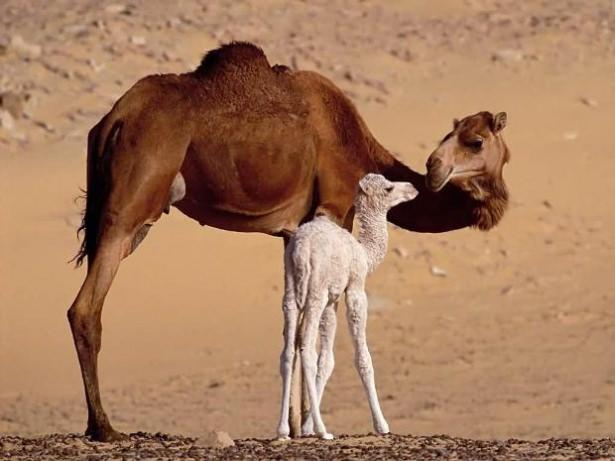 <p>Suudi Arabistan zamanında Avustralya’dan deve ithalatı yapmıştır.</p>

<p> </p>
