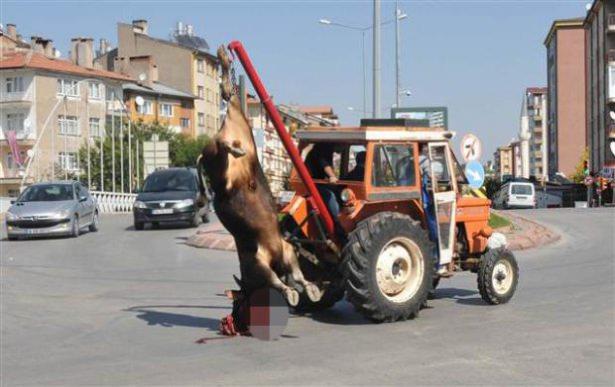<p>Yakalandıktan sonra sakinleştirilip kesilen boğanın başı yere sürter halde bir traktörün vincine takılarak trafiğin ortasından 1 kilometre uzaklıktaki kesim yerine götürüldü. </p>
