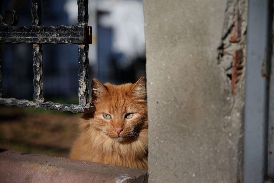<p> İstanbul'da, Büyükada'dan sonra en büyük ikinci ada olan Heybeliada'da kış aylarında kedileri adeta bir "bekçi" gibi tüm sokaklarda görmek mümkün.</p>
