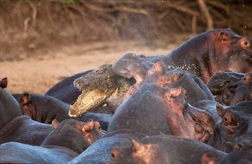 <p>Timsahın bu son hatası, Çek fotoğrafçı Vaclav Silha tarafından görüntülendi. Olay Tanzanya'daki Serengeti Milli Parkı'ndan geçen Nil Nehri'nde yaşandı.</p>

<p> </p>
