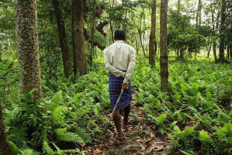 <p>Çevresel aktivist Jadav Payeng, 16 yaşındayken 1979'da boş araziye ağaç dikmeye başladı. Bugün, ektiği ormanda yaşıyor. Bu ağaç 1,300 dönümlük alanı kaplıyor ve gergedanlar, kaplanlar, geyikler, maymunlar ve fillere ev sahipliği yapıyor.</p>

<p> </p>
