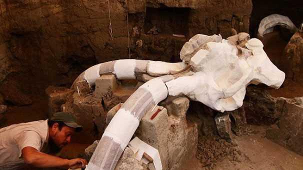 <p>Meksika'nın başkenti Meksiko yakınlarında kanalizasyon işçileri 14 bin yaşında bir mamut fosili buldu. Devasal yaratığın insanlar tarafından tuzağa düşürüldüğü tahmin ediliyor...</p>

<p> </p>
