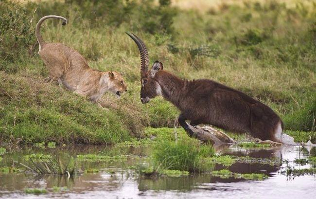 <p>Aslan, bir süre sonra sudan çıkmak için hamle yapan antilop için kavga pozisyonu aldı.</p>
