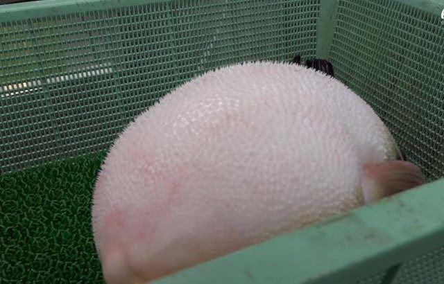 <p>6- Fugu sashimi</p>

<p> </p>
