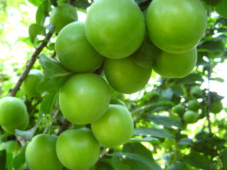 <p><strong>Can erik</strong></p>

<p>Erik, lif açısından zengin olduğundan sindirimin düzenlenmesini sağlar. Antioksidan kapasitesiyle hücre hasarını önler. C vitamini ile bağ dokuların yapısını düzenler.</p>

