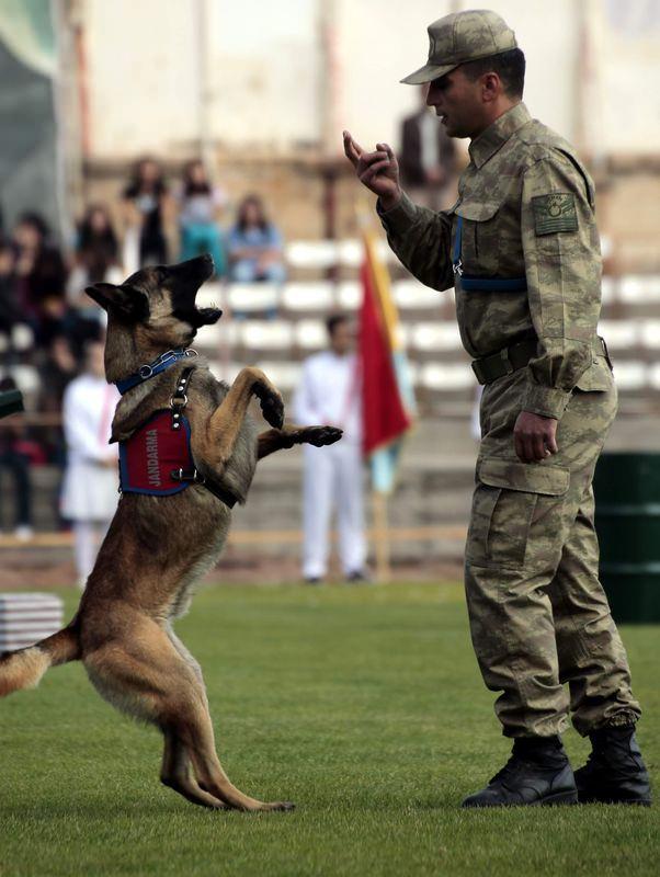 <p>Yavru eğitiminde ayrıca köpeklerin ileride yapacağı görevler esnasında karşılaşacağı her türlü canlı, mekan ve materyallere yanında annesi olmadan alışması sağlanarak oyunculuk yetenekleri geliştiriliyor.</p>
