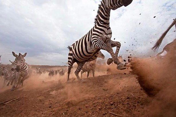 <p>Ünlü vahşi yaşam fotoğrafçısı Anup Shah, Kenya Masai Mara'da yaban hayatını gizli kamera ile böyle görüntüledi.</p>

<p> </p>
