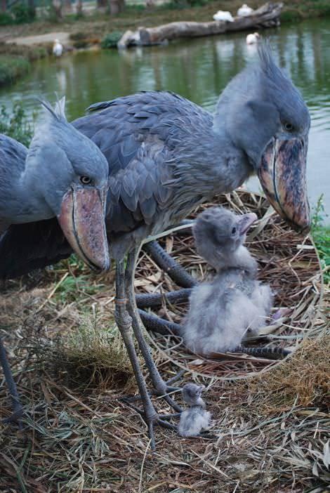 <div>Pabuç gagalıların dünya üzerinde sayısının 5.000 ila 8.000 arasında olduğu tahmin edilmektedir. BirdLife International yaşam alanı yokolması, insanlar tarafından rahatsız edilme ve avlanma tehditleri ile bu kuş türünü hassas türler arasında listelemiştir.</div>

<div> </div>
